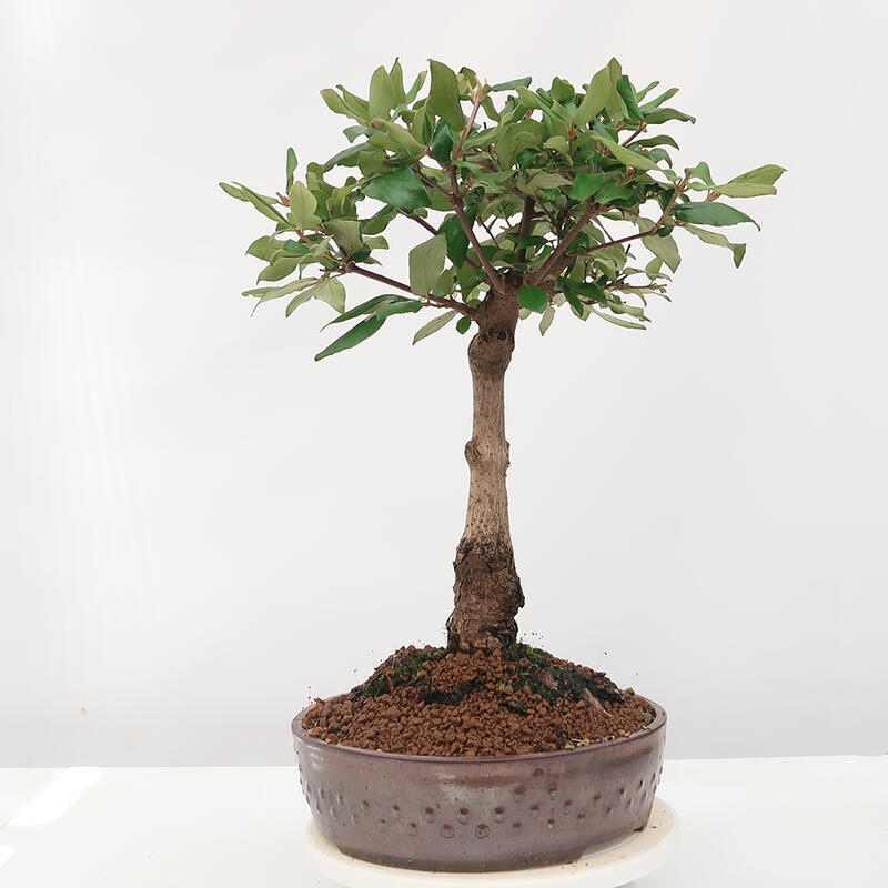 Venkovní bonsai-Kalina Bodnanská - Viburum carlesii hemsi