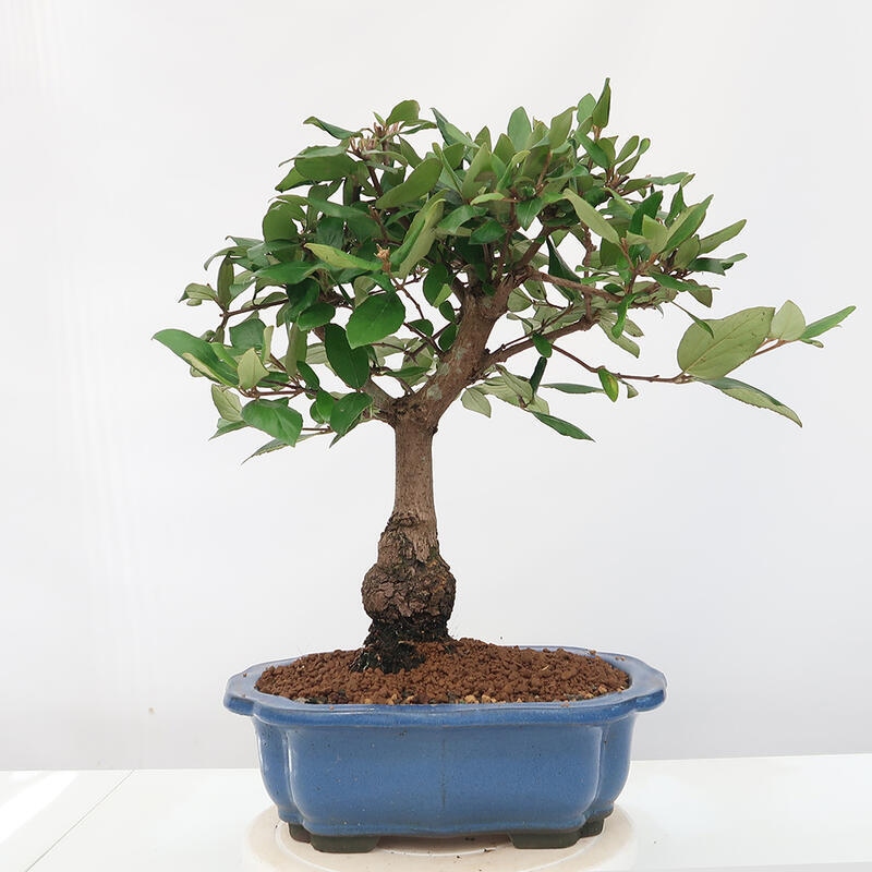 Venkovní bonsai-Kalina Bodnanská - Viburum carlesii hemsi