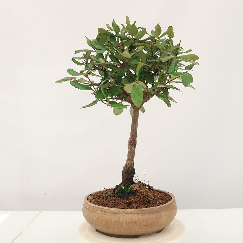 Venkovní bonsai-Kalina Bodnanská - Viburum carlesii hemsi