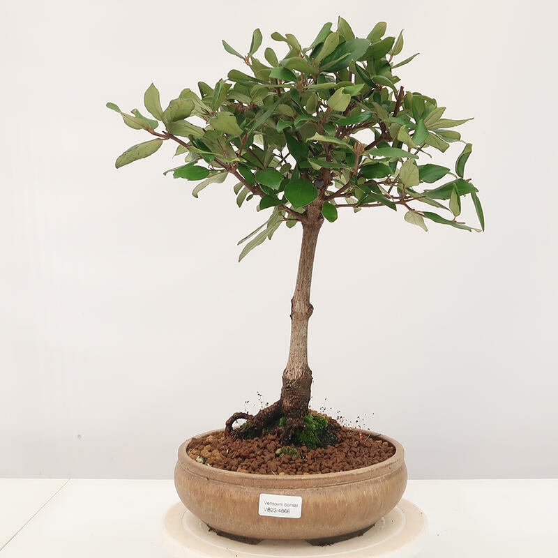 Venkovní bonsai-Kalina Bodnanská - Viburum carlesii hemsi