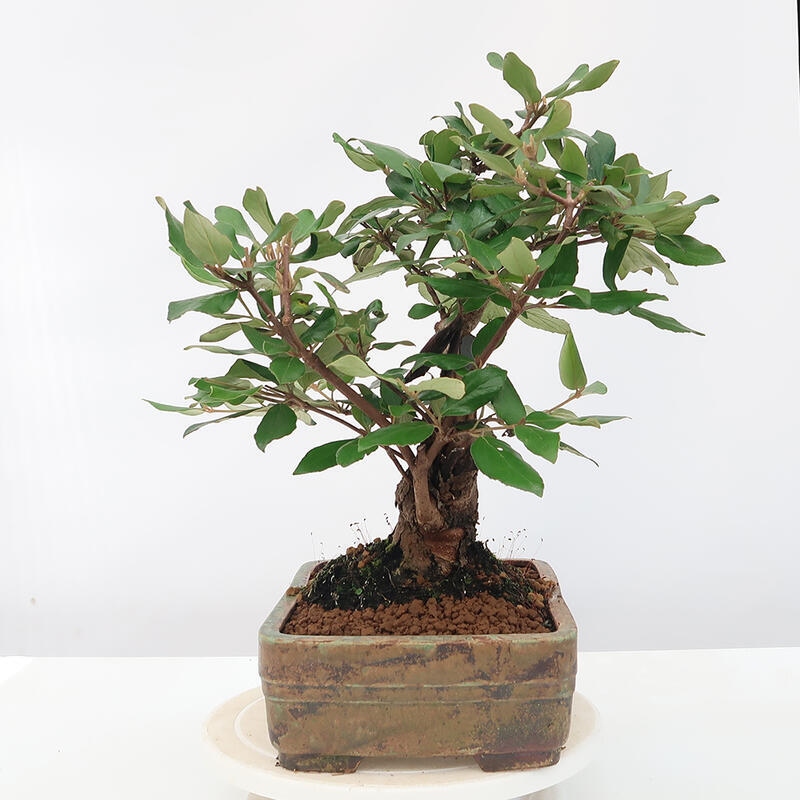 Venkovní bonsai-Kalina Bodnanská - Viburum carlesii hemsi