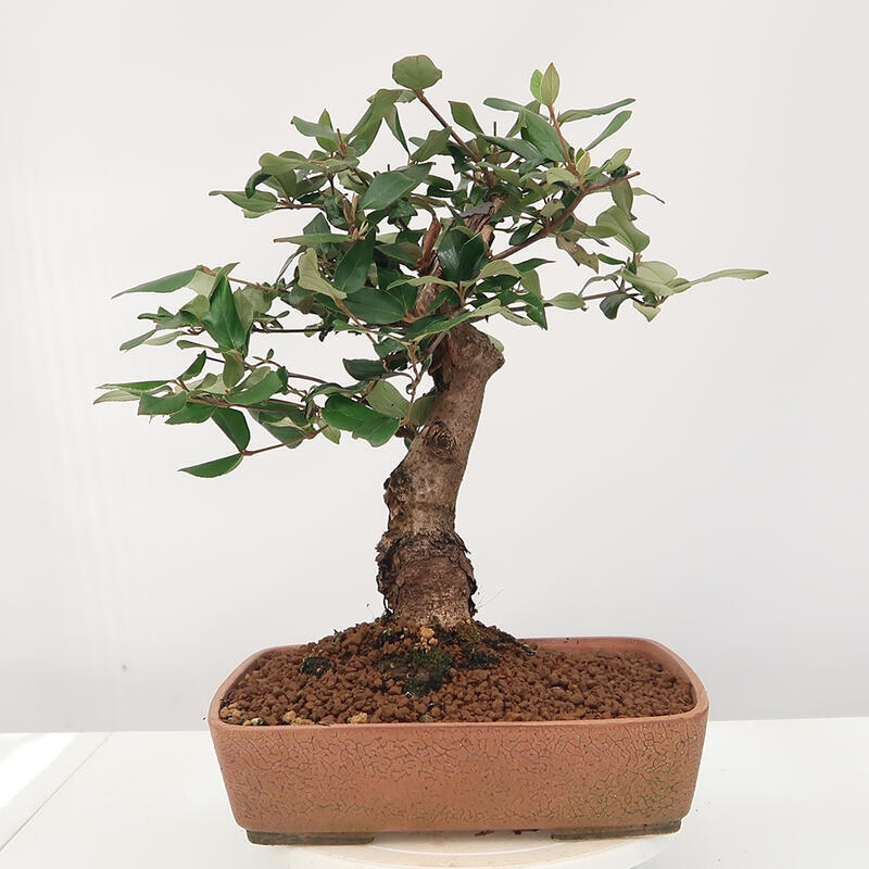 Venkovní bonsai-Kalina Bodnanská - Viburum carlesii hemsi