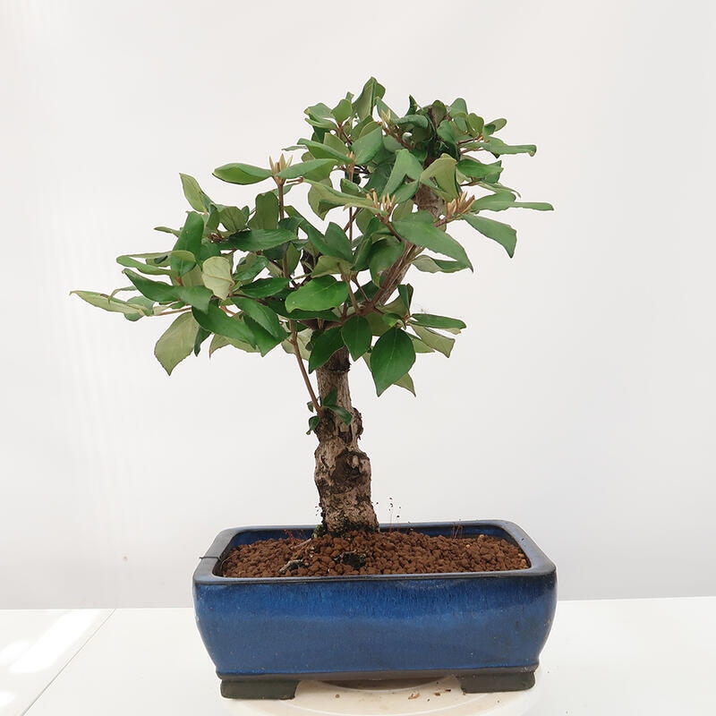 Venkovní bonsai-Kalina Bodnanská - Viburum carlesii hemsi