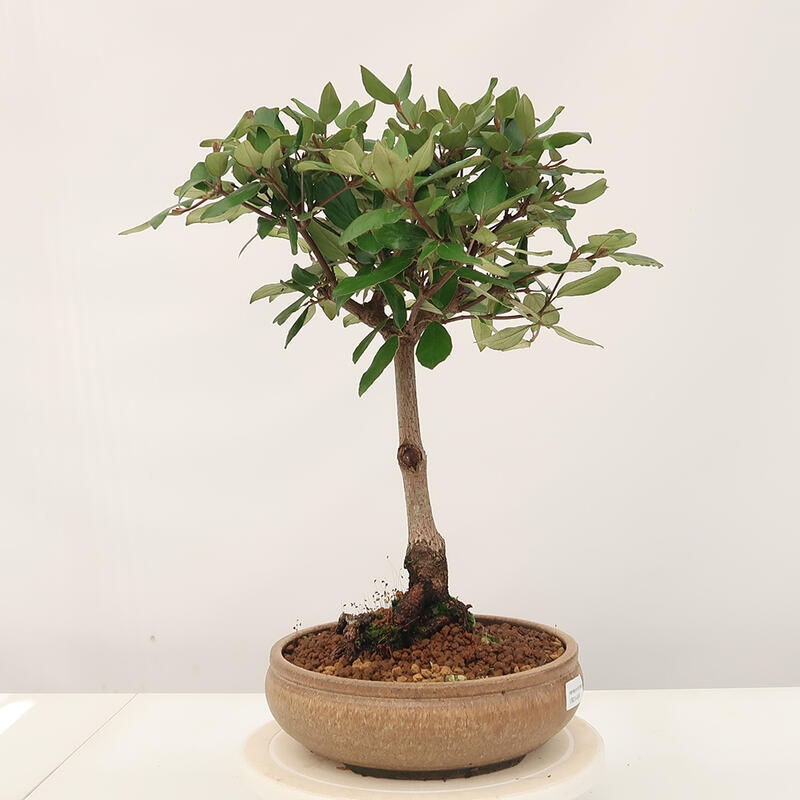 Venkovní bonsai-Kalina Bodnanská - Viburum carlesii hemsi