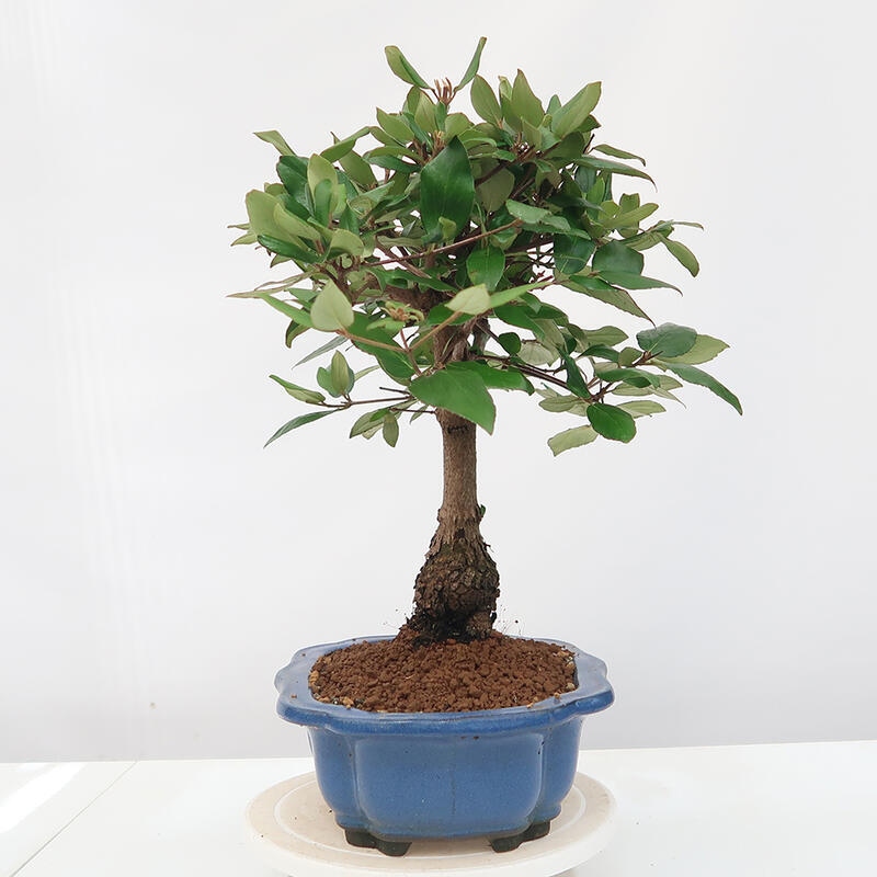 Venkovní bonsai-Kalina Bodnanská - Viburum carlesii hemsi