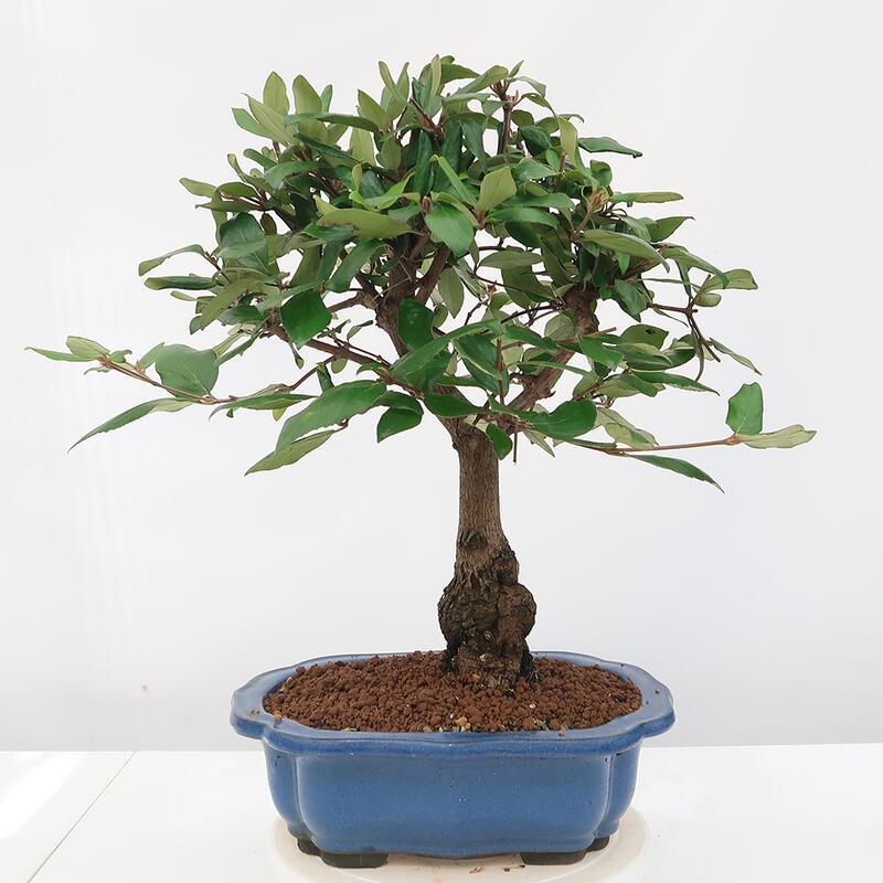 Venkovní bonsai-Kalina Bodnanská - Viburum carlesii hemsi