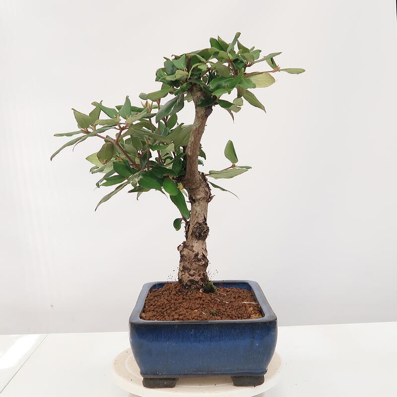 Venkovní bonsai-Kalina Bodnanská - Viburum carlesii hemsi