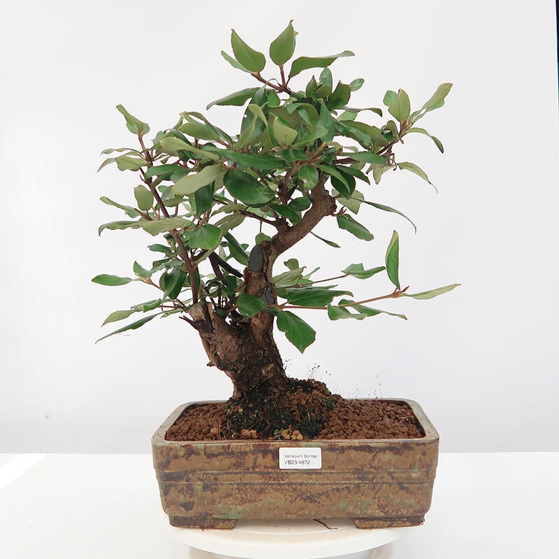 Venkovní bonsai-Kalina Bodnanská - Viburum carlesii hemsi