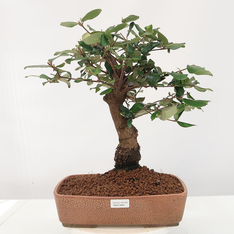 Venkovní bonsai-Kalina Bodnanská - Viburum carlesii hemsi