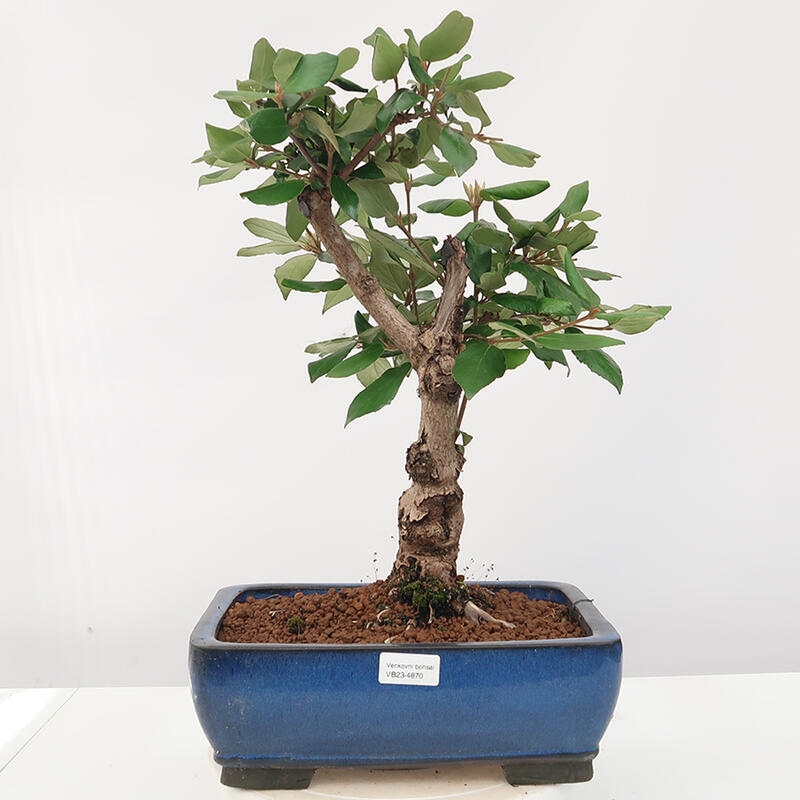 Venkovní bonsai-Kalina Bodnanská - Viburum carlesii hemsi