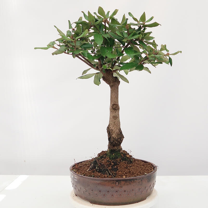 Venkovní bonsai-Kalina Bodnanská - Viburum carlesii hemsi