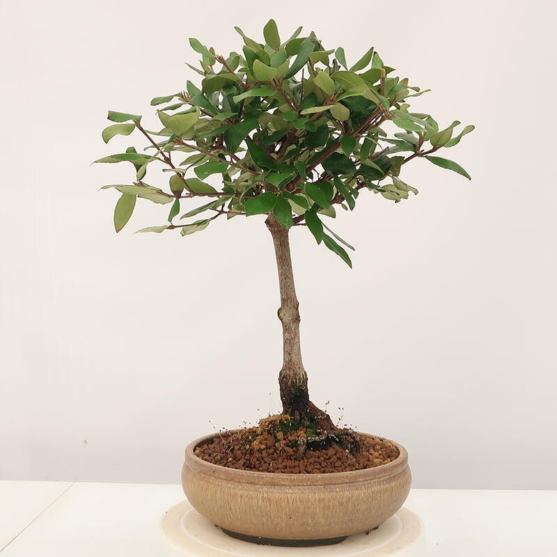 Venkovní bonsai-Kalina Bodnanská - Viburum carlesii hemsi