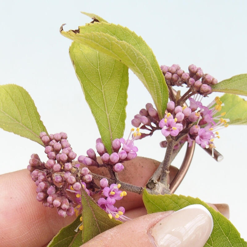 Venkovní bonsai - krásnoplodka - Callicarpa bodinierova profusion