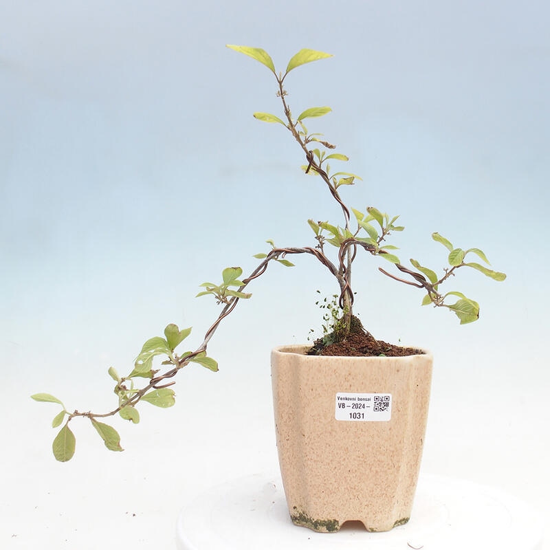 Venkovní bonsai - krásnoplodka - Callicarpa bodinierova profusion