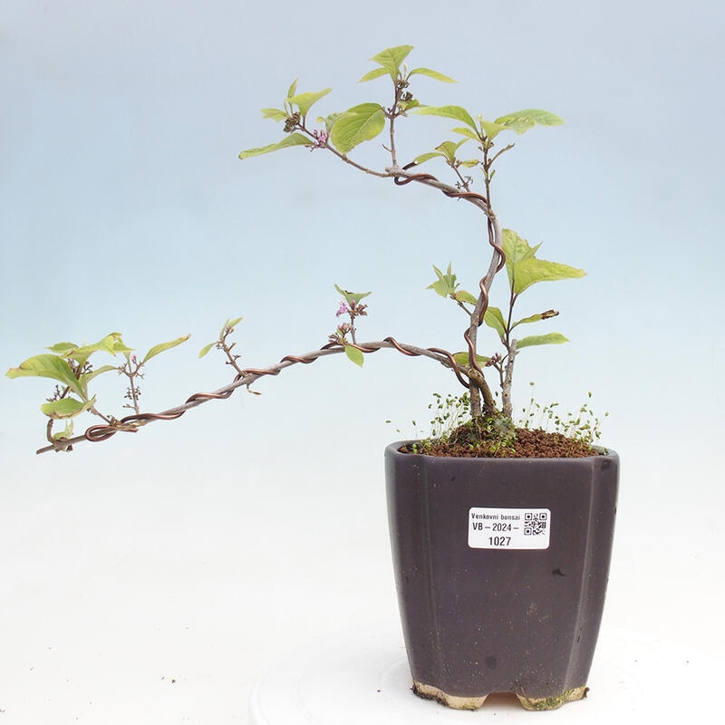 Venkovní bonsai - krásnoplodka - Callicarpa bodinierova profusion