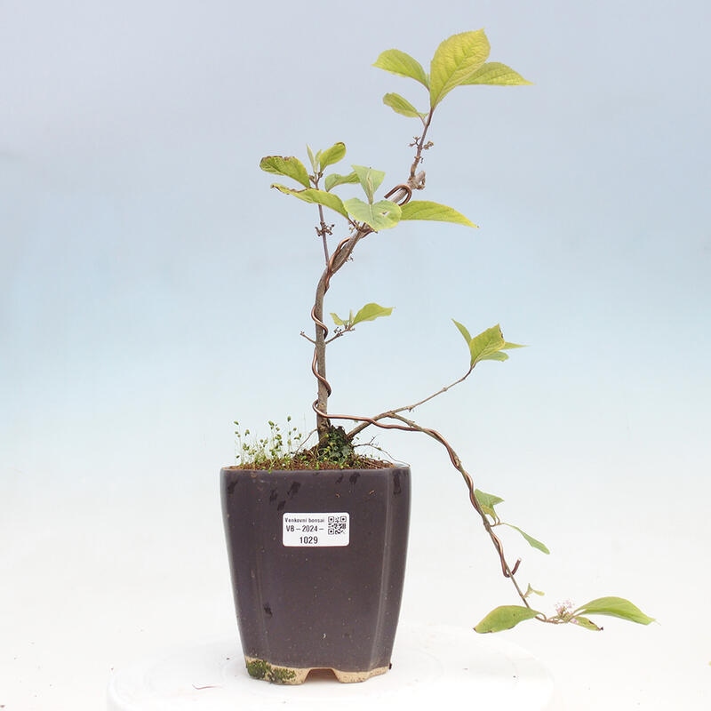 Venkovní bonsai - krásnoplodka - Callicarpa bodinierova profusion