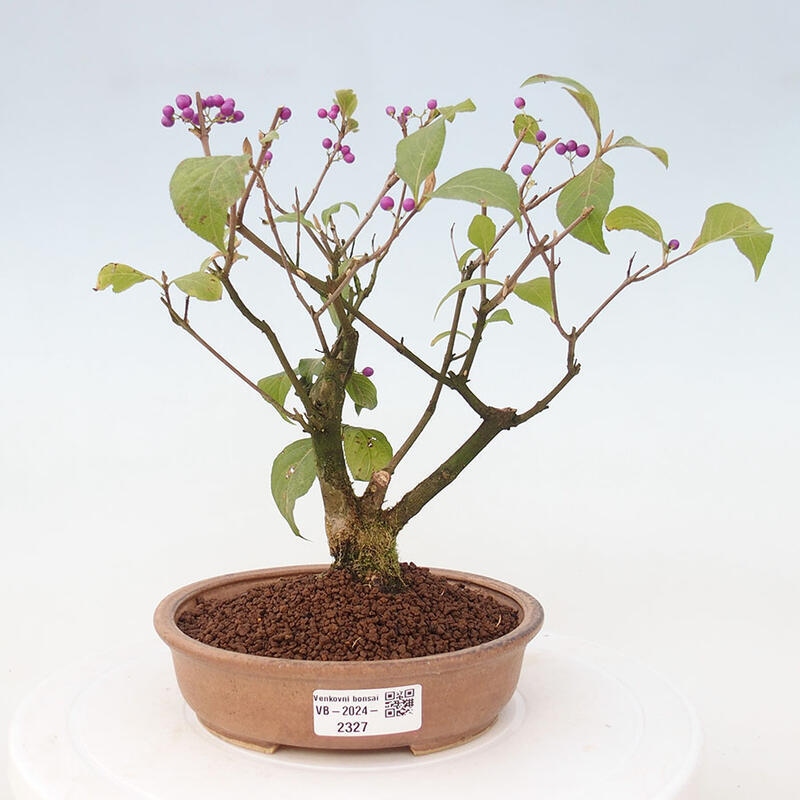 Venkovní bonsai - krásnoplodka - Callicarpa japonica