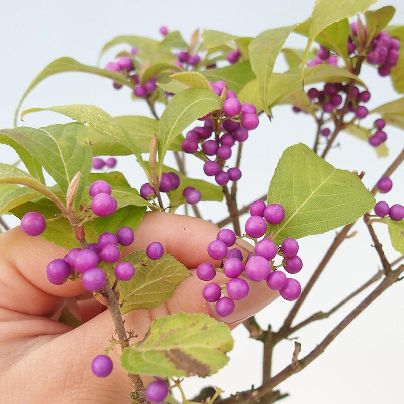 Venkovní bonsai - krásnoplodka - Callicarpa japonica