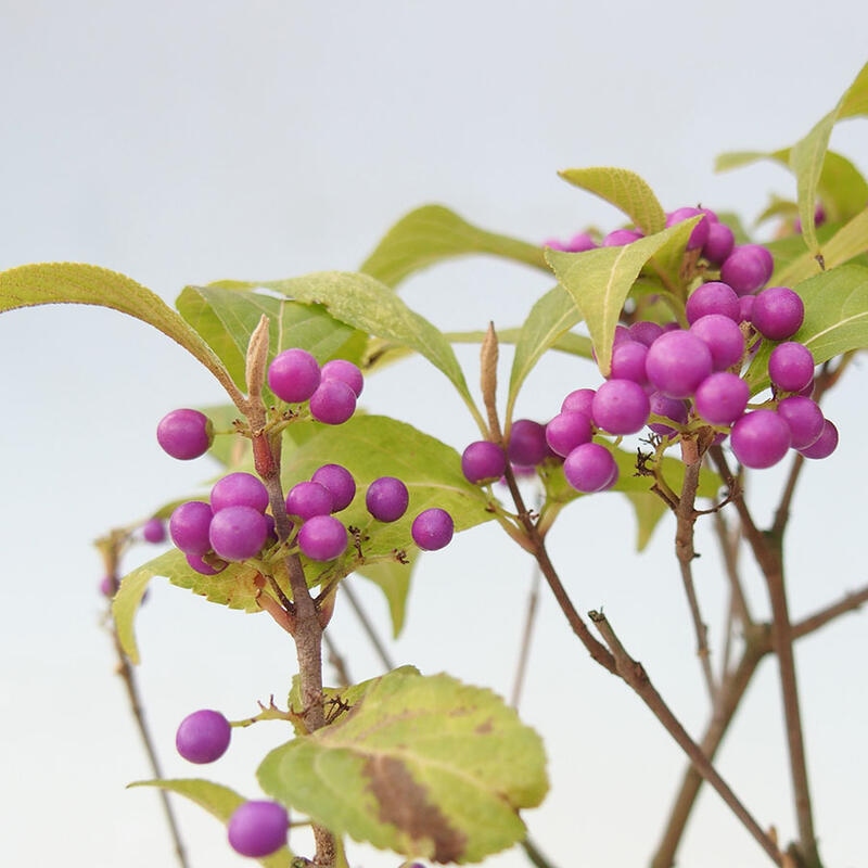 Venkovní bonsai - krásnoplodka - Callicarpa japonica