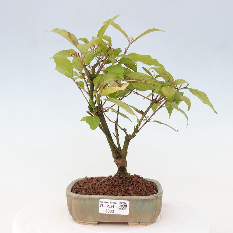 Venkovní bonsai - krásnoplodka - Callicarpa japonica