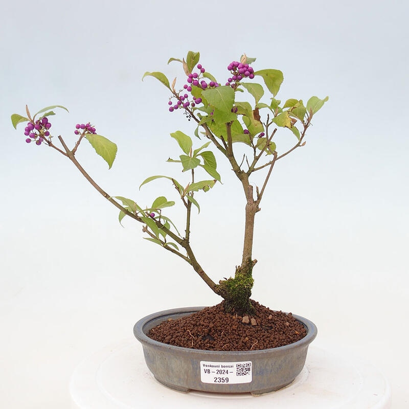 Venkovní bonsai - krásnoplodka - Callicarpa japonica