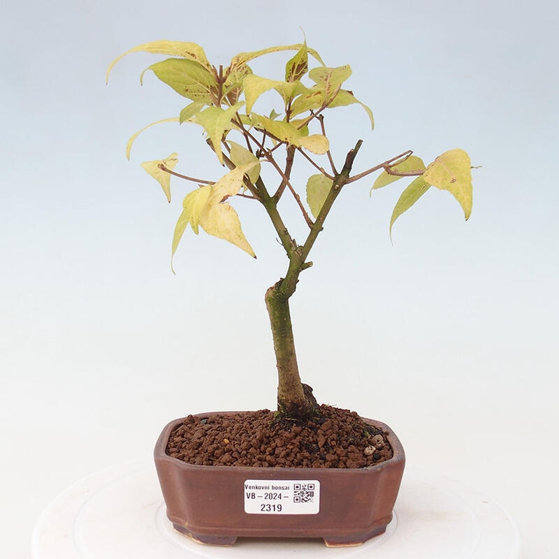 Venkovní bonsai - krásnoplodka - Callicarpa japonica