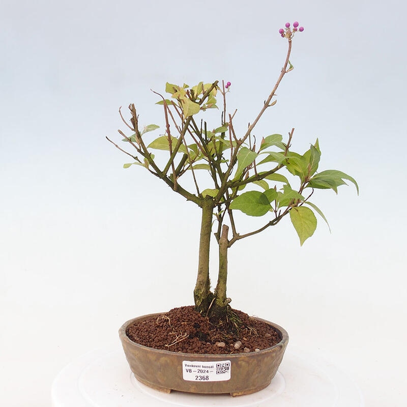 Venkovní bonsai - krásnoplodka - Callicarpa japonica