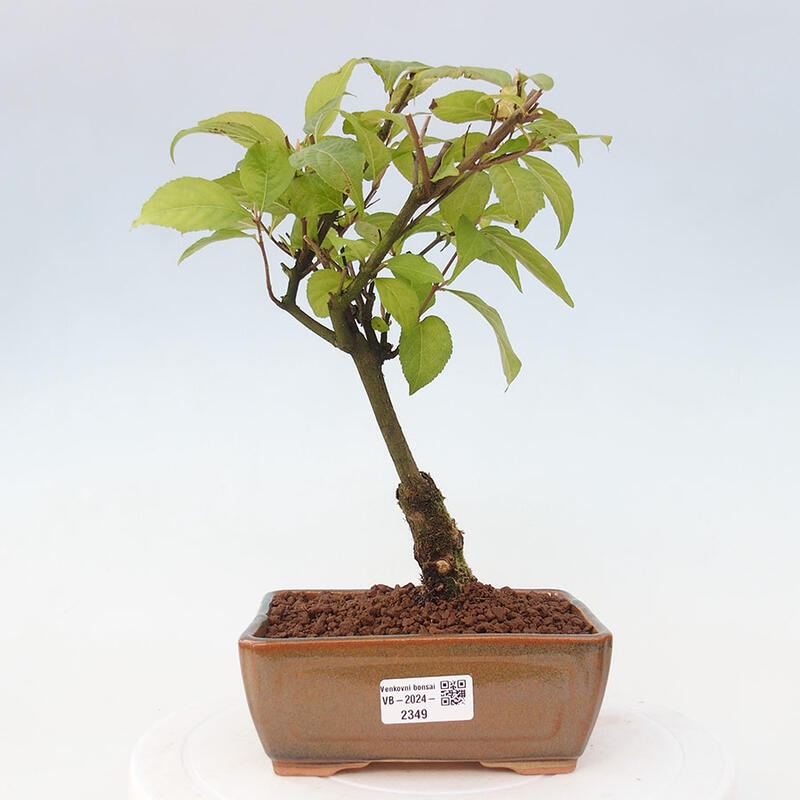 Venkovní bonsai - krásnoplodka - Callicarpa japonica