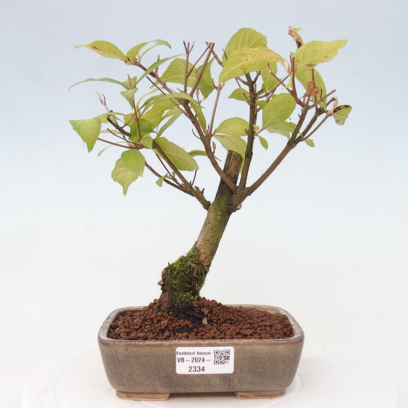 Venkovní bonsai - krásnoplodka - Callicarpa japonica