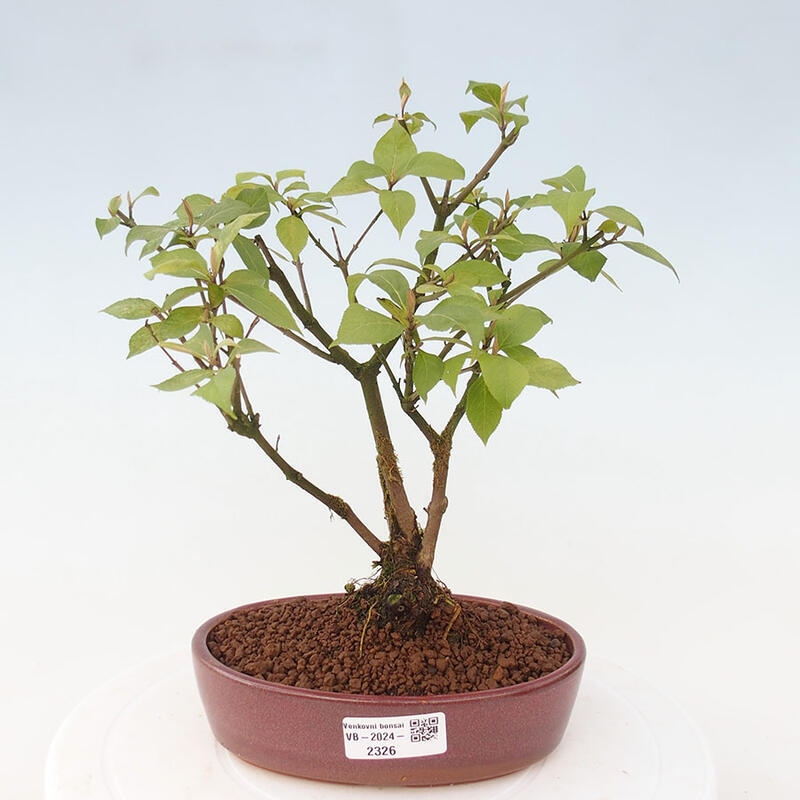 Venkovní bonsai - krásnoplodka - Callicarpa japonica