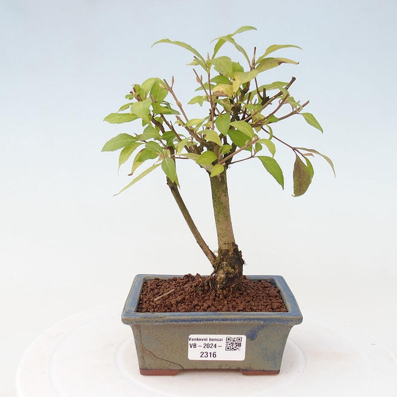 Venkovní bonsai - krásnoplodka - Callicarpa japonica