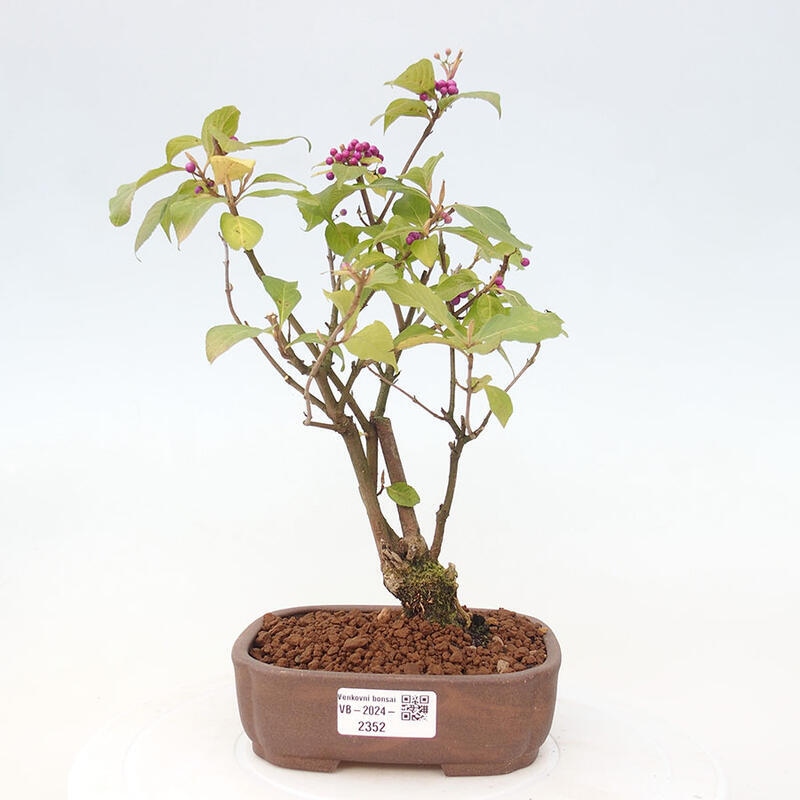 Venkovní bonsai - krásnoplodka - Callicarpa japonica