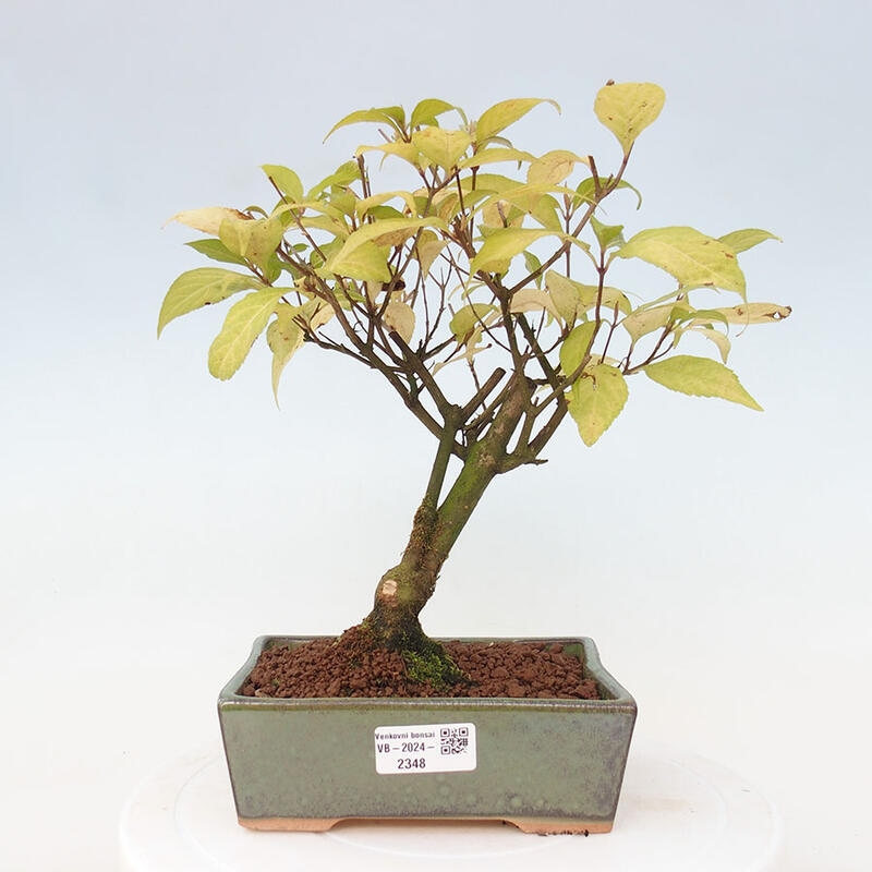 Venkovní bonsai - krásnoplodka - Callicarpa japonica