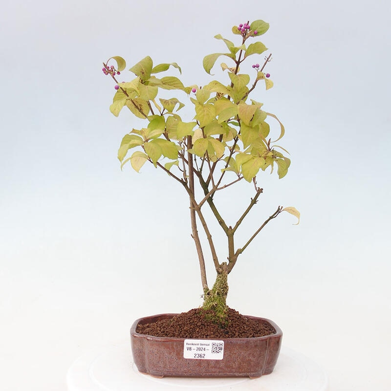 Venkovní bonsai - krásnoplodka - Callicarpa japonica