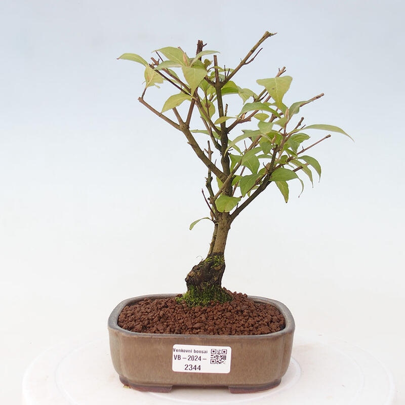 Venkovní bonsai - krásnoplodka - Callicarpa japonica