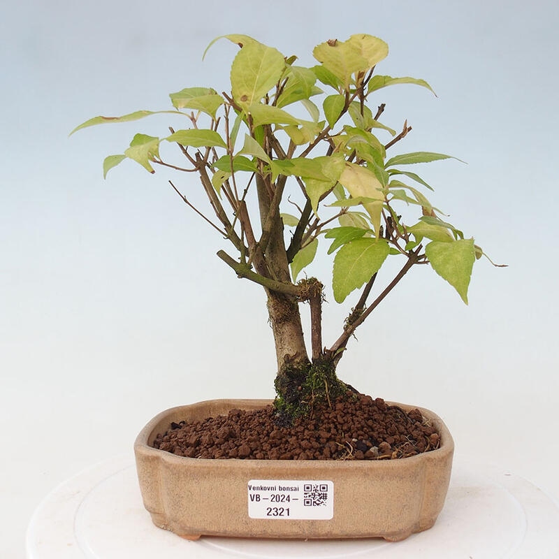 Venkovní bonsai - krásnoplodka - Callicarpa japonica