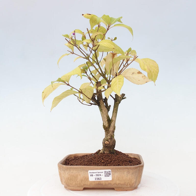 Venkovní bonsai - krásnoplodka - Callicarpa japonica