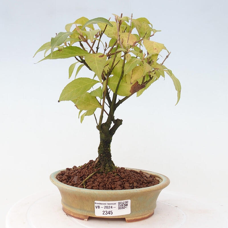 Venkovní bonsai - krásnoplodka - Callicarpa japonica