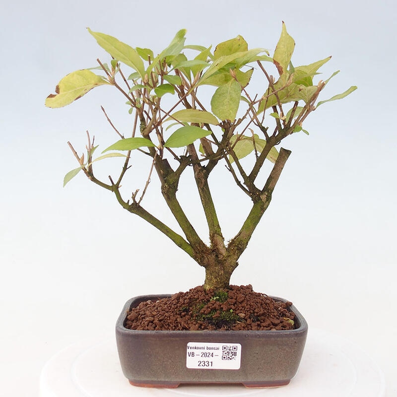 Venkovní bonsai - krásnoplodka - Callicarpa japonica