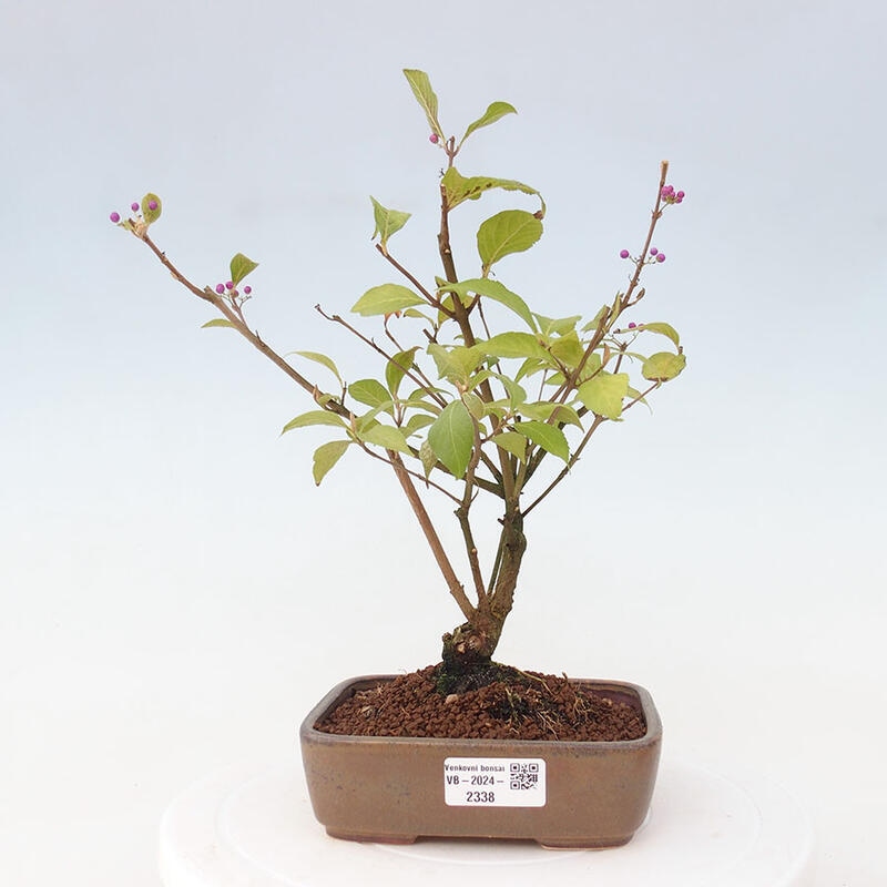 Venkovní bonsai - krásnoplodka - Callicarpa japonica