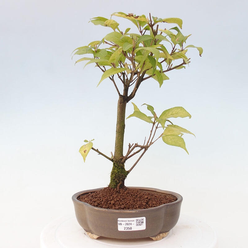 Venkovní bonsai - krásnoplodka - Callicarpa japonica