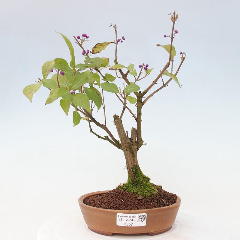 Venkovní bonsai - krásnoplodka - Callicarpa japonica