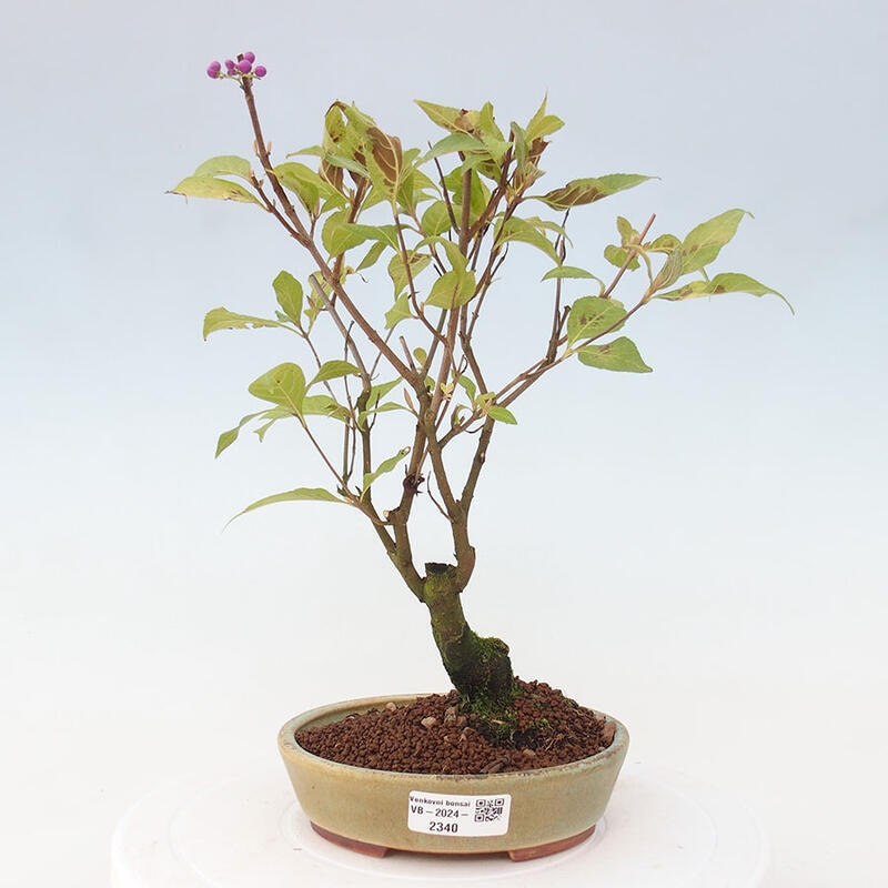 Venkovní bonsai - krásnoplodka - Callicarpa japonica