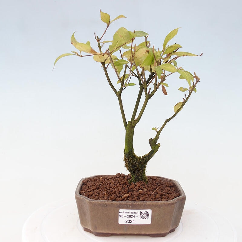 Venkovní bonsai - krásnoplodka - Callicarpa japonica