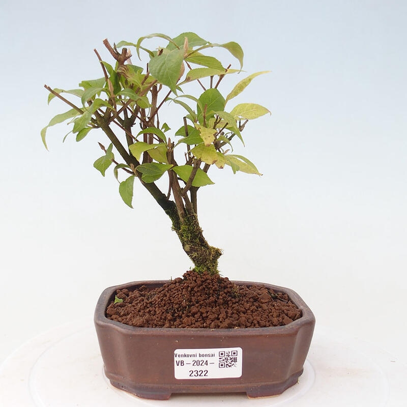 Venkovní bonsai - krásnoplodka - Callicarpa japonica