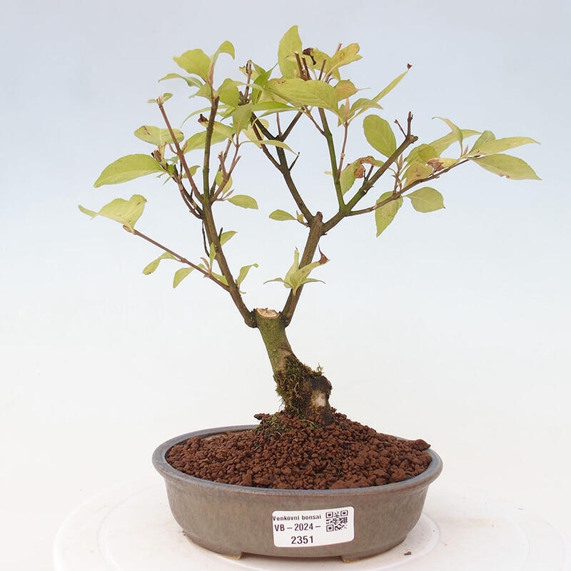 Venkovní bonsai - krásnoplodka - Callicarpa japonica