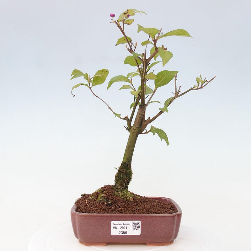 Venkovní bonsai - krásnoplodka - Callicarpa japonica