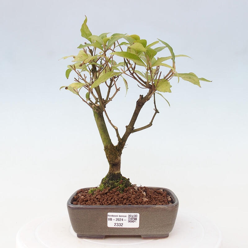 Venkovní bonsai - krásnoplodka - Callicarpa japonica