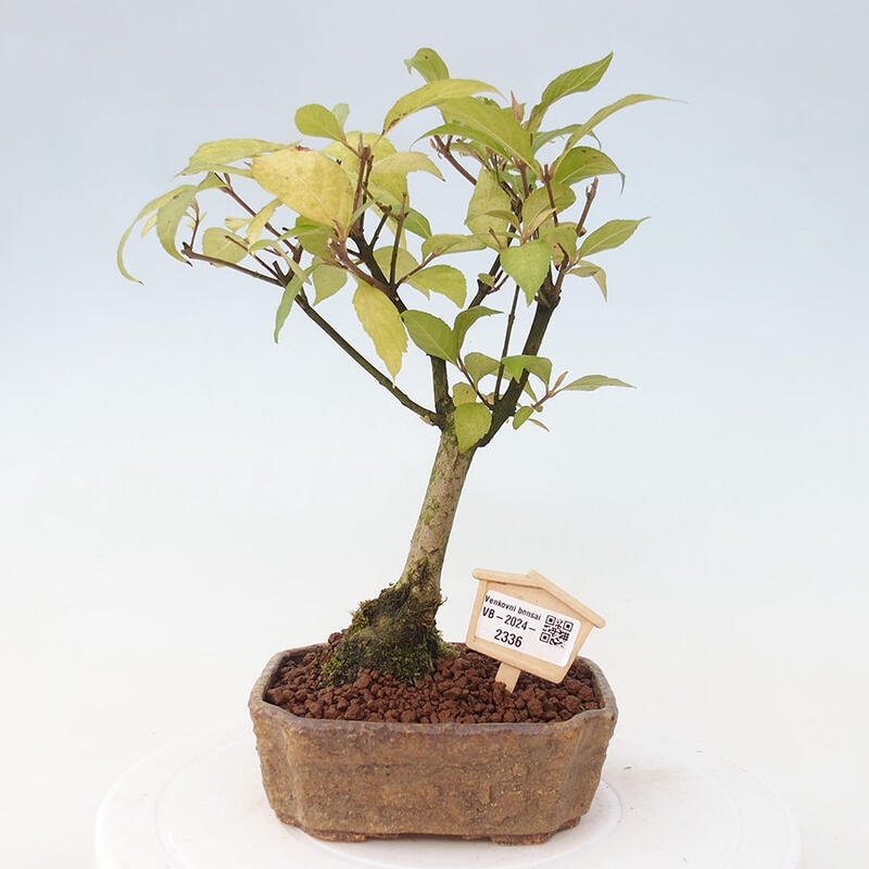 Venkovní bonsai - krásnoplodka - Callicarpa japonica