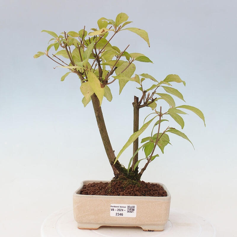 Venkovní bonsai - krásnoplodka - Callicarpa japonica